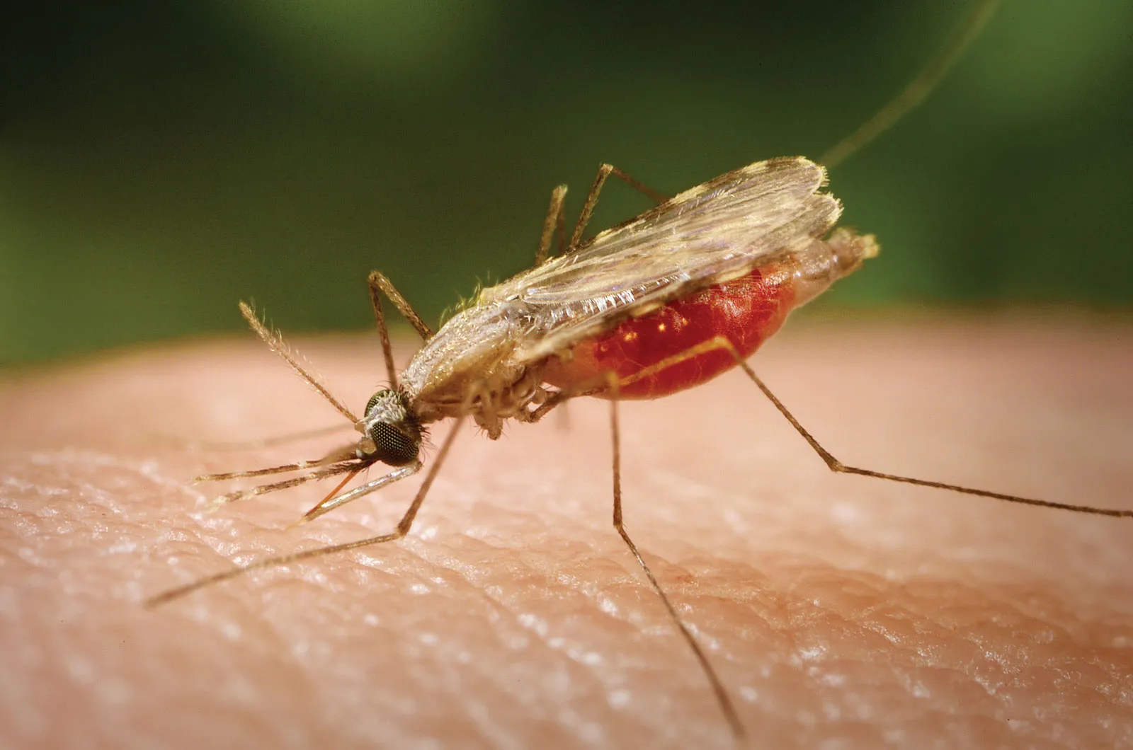 Foto Mosquito Malaria