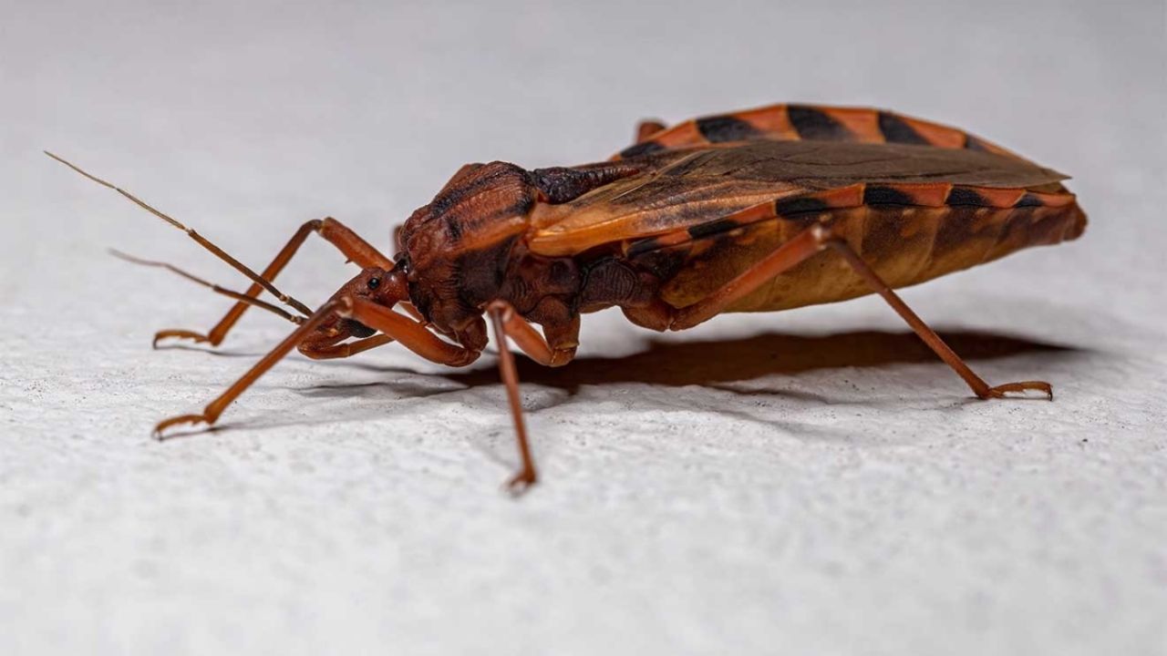Foto de una vinchuca, insecto transmisor del Mal de Chagas